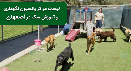 pet-boarding-service-in-Isfahan | پانسیون حیوانات در اصفهان 