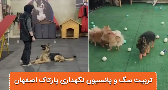 پانسیون سگ در اصفهان و مرکز تربیت سگ اصفهان پارتاک