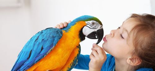 بیماری قابل انتقال از پرنده به انسان | بیماریهای مشترک بین انسان و پرندگان