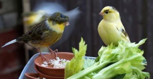 سبزیجات مناسب برای پرندگان زینتی | سبزیجات برای قناری