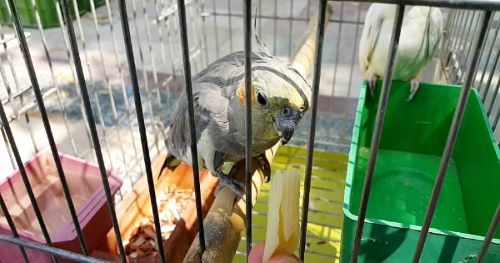 5 خوراکی مورد علاقه ی پرندگان | غذای پرندگان خانگی