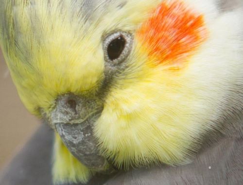 مگه پرنده ها افسرده میشن؟!! | علائم افسردگی عروس هلندی