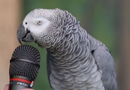 آیا همه ی طوطی ها باید حرف بزنن؟؟ | شاه طوطی از چه سنی حرف میزند