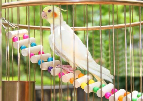 گذاشتن پرنده در قفس کوچک | وسایل قفس مرغ عشق