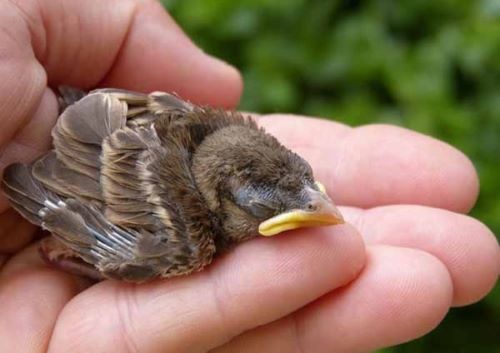 اگر بچه پرندگان را لمس کنی والدین، آنها را رها خواهند کرد؟! | جوجه های پرنده ها