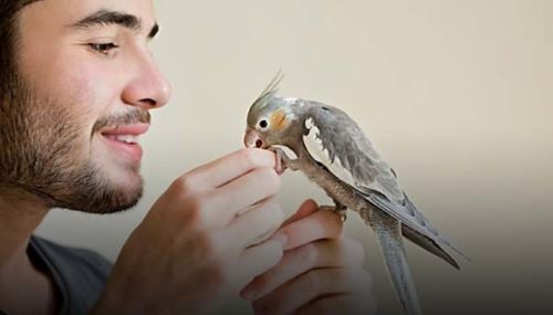 جای پرنده در قفسِ و نباید بیرون بیاد | مضرات نگهداری پرنده در خانه