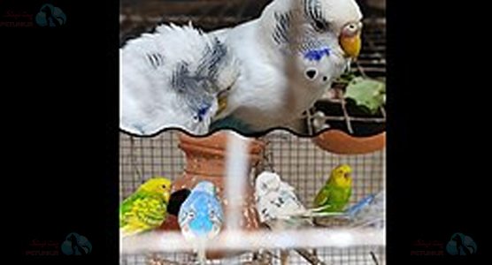 بیماری نیوکاسل گردن کج در طوطی ها و عروس هلندی