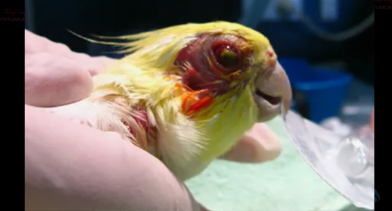 بیماری نیوکاسل در عروس هلندی و ورم ملتحمه چشم 