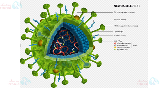 عامل بیماری نیوکاسل یا فلج مرغ ویروس Avian orthoavulavirus 1) AOAV-1 )