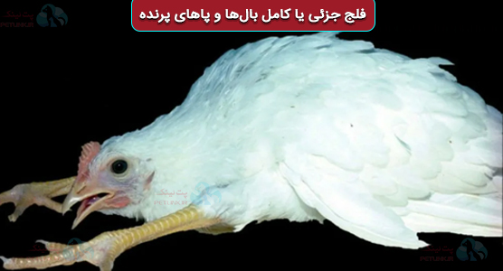 فلج بال و پای مرغ در بیماری نیوکاسل | علائم عصبی فلج گردن مرغ 