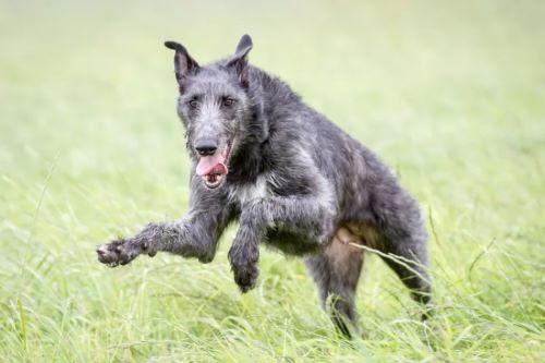 بازی های  مورد علاقه ی Scottish Deerhound | سگ های غول پیکر