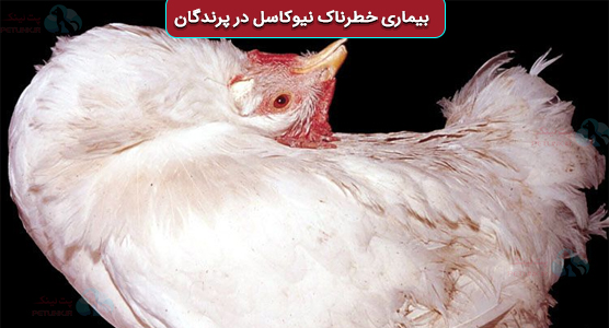 بیماری کج شدن گردن مرغ یا نیوکاسل Newcastle Disease
