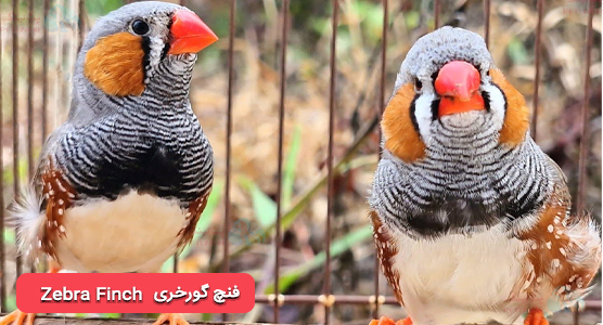 فنچ گورخری (Zebra Finch) | انواع فنچ