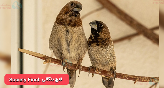 فنچ بنگالی (Society Finch) | اشنایی با فنچ یا سهره