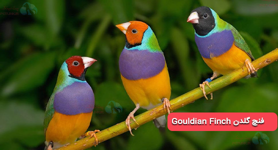 فنچ گلدین (Gouldian Finch) | فنچ چه پرنده ایه؟