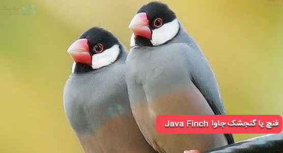 فنچ جاوا (Java Finch) یا گنجشک جاوا | انواع فنچ یا سهره