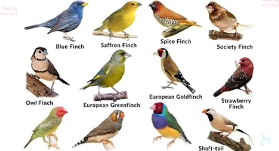 فنچ Finches (سهره) چیست؟ و شناخت انواع آن