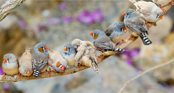 بهترین فنچ برای نگهداری | رفتار و اخلاق فنچها