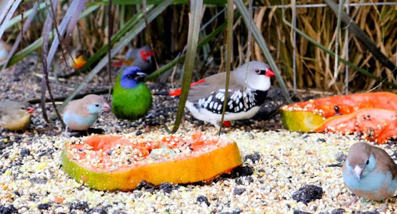 فنچهای کوچک مناسب آپارتمان | معرفی انواع فنچ زینتی