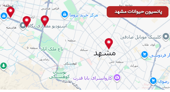 پانسیون حیوانات در مشهد | پانسیون نگهداری سگ و گربه مشهد