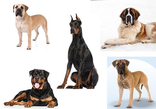 نژاد سگ های پینشر و اشنوزر – ماستیف – سگهای کوهستانی سوئیس