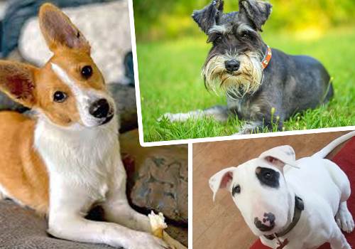 نژاد شجاع و سرسخت سگهای تریر (Terriers)