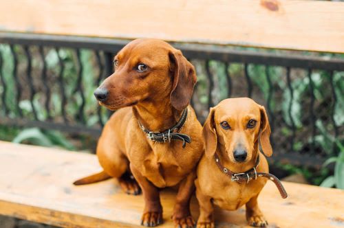 نژاد سگ داشوند miniature vs standard dachshund