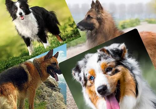 سگهای گله و سگهای گاوچران (Herding and Cattle Dogs)