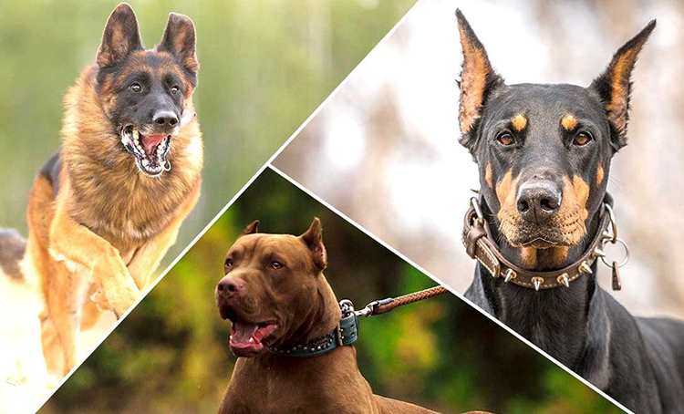 نژادهای سگ| انواع نژاد سگ | نژاد سگها