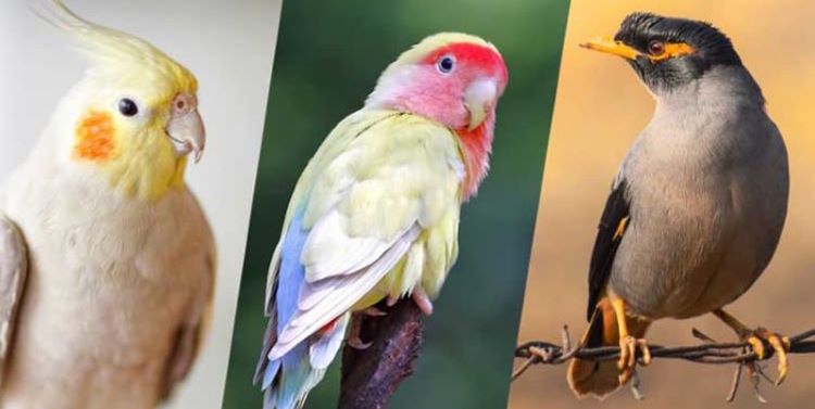 باورهای غلط راجع به پرندگان 