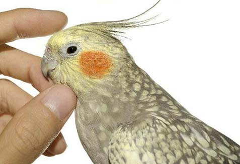 نشانه ها و علائم کوری عروس هلندی 