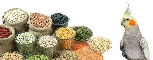 عروس هلندی تخمه میخوره | تخمه خوردن طوطی عروس