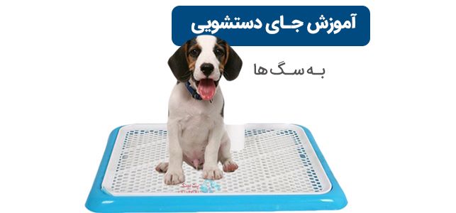 آموزش دستشویی سگ روی پد در خانه | جلوگیری از ادرار سگ