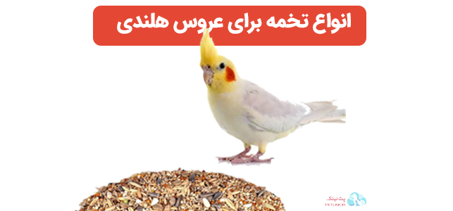 آیا به عروس هلندی تخمه بدیم؟ تخمه های مناسب چیه؟ 