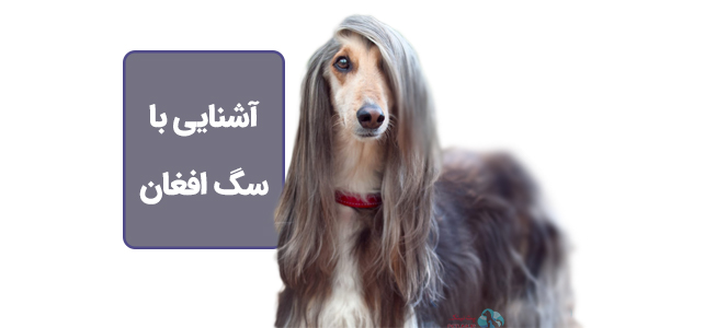 آشنایی با نژاد سگ افغان و ویژگی های شخصیتی و فیزیکی