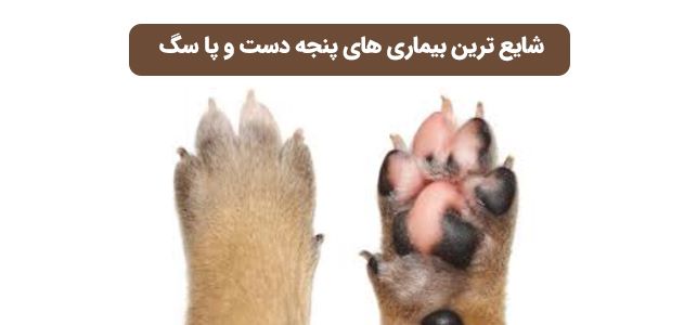 شایع ترین بیماری های پنجه دست و پا سگ