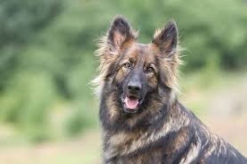 ژرمن شپرد «سیبل» (Sable German Shepherd) | پت لینک بانک جامع دامپزشکی 