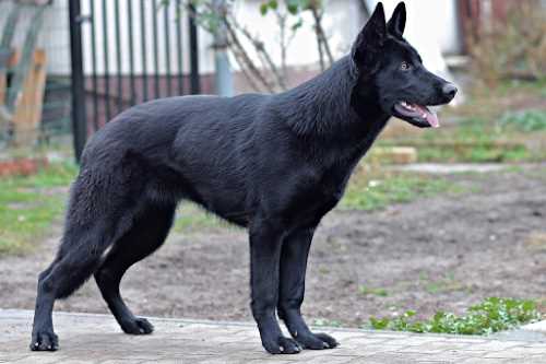 ژرمن شپرد مشکی (Black German Shepherd) انواع ژرمن شپرد