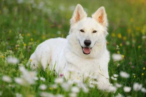 ژرمن شپرد سفید (White German Shepherd) | انواع نژاد ژرمن 