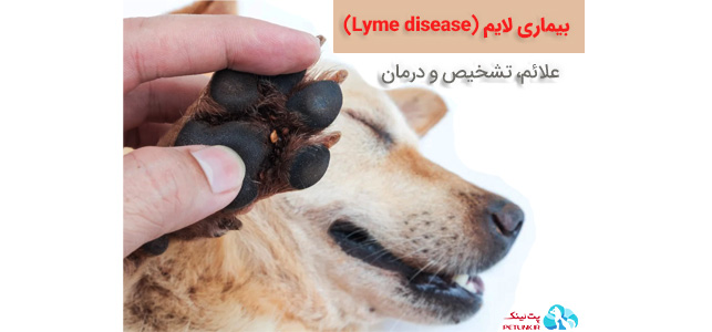 بیماری لایم (Lyme disease) در سگها از طریق کنه 