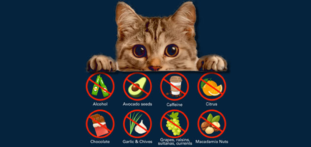 میوه های ممنوعه گربه ها | سبزیجات ممنوعه برای گربه ها 