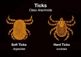 عکس تفاوت کنه نرم و کنه سخت  - soft ticks vs hard ticks