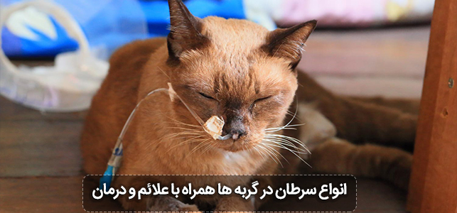 انواع سرطان در گربه ها همراه با علائم و درمان و راه های پیشگیری