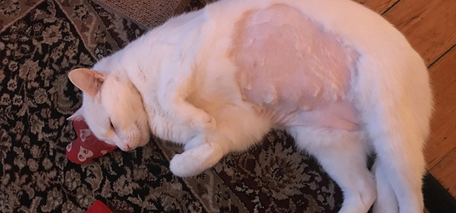 سرطان پستان در گربه‌ها (Feline Mammary Adenocarcinoma) | سرطان گربه
