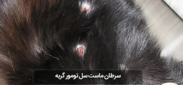 سرطان Feline Mast Cell Tumor ماست سل تومور در گربه ها 