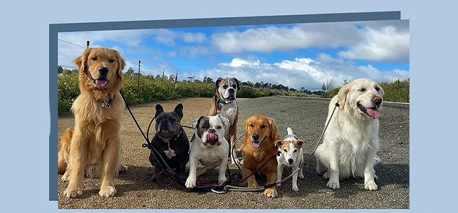 مهمترین نکات برای سپردن حیوان به پانسیون | پت لینک 