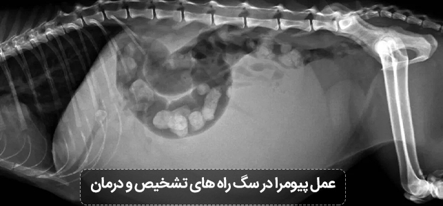عمل پیومرا سگ راه های تشخیص پیومرا سگ و درمان | پت لینک بانک جامع اطلاع رسانی حیوانات
