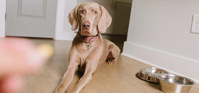 . بی ثباتی فرمان در تربیت سگ | پت لینک مربی سگ