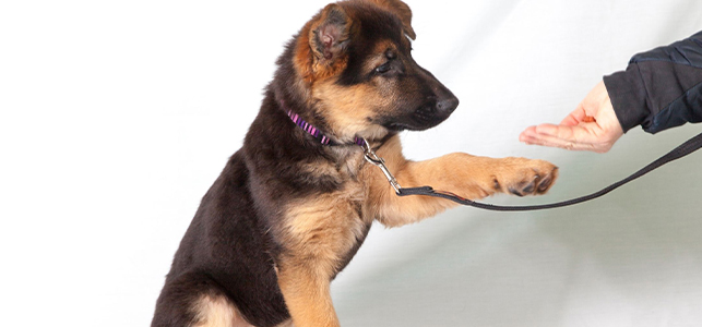 اجتماعی کردن ناکافی سگ در تربیت (Lack of Socialization)