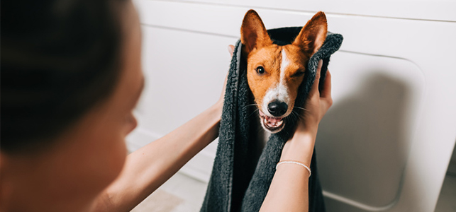 نادیده گرفتن نیازهای ذهنی و فیزیکی سگها در تربیت